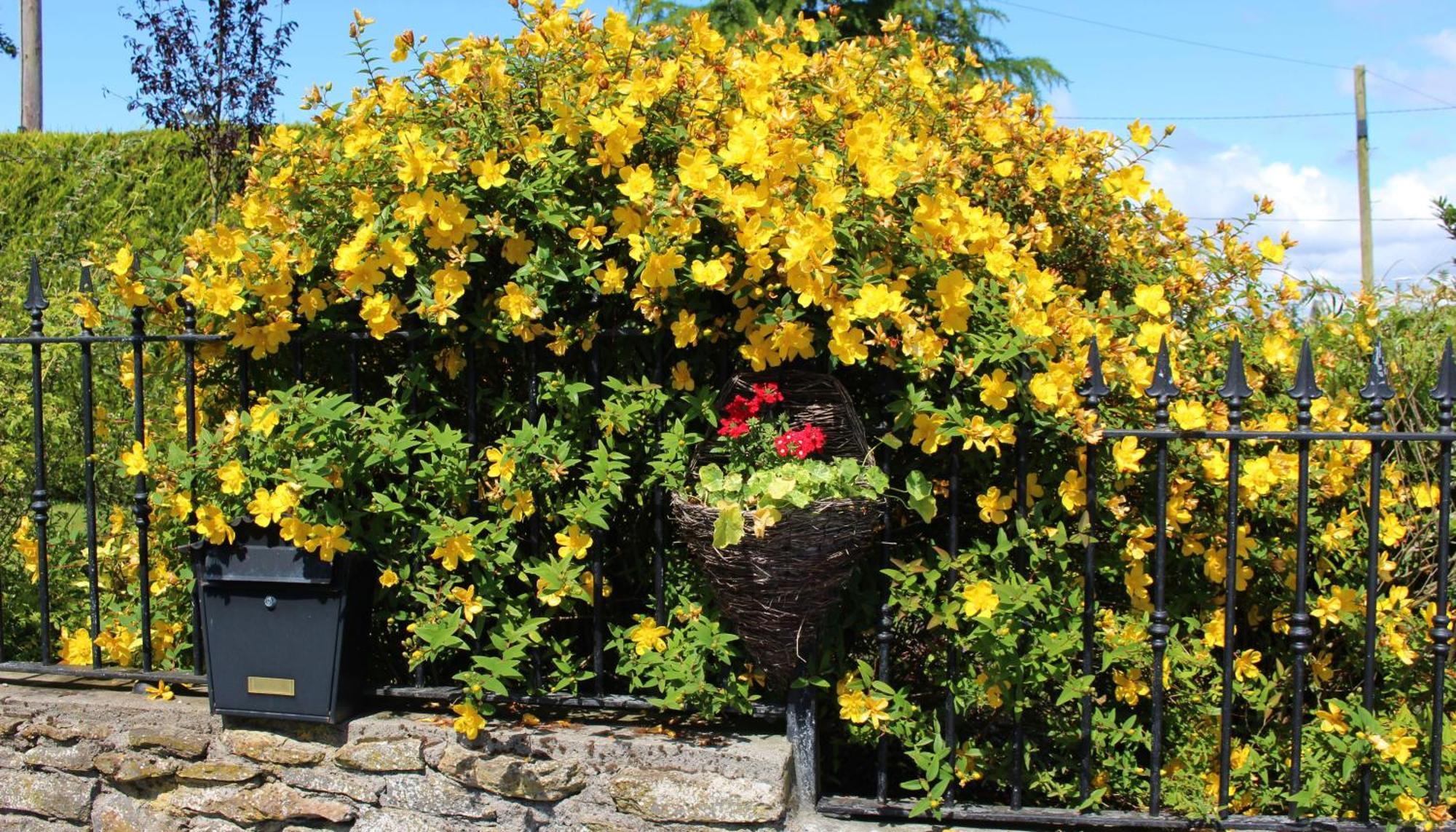 Charlotte'S Way B&B Banagher Eksteriør billede